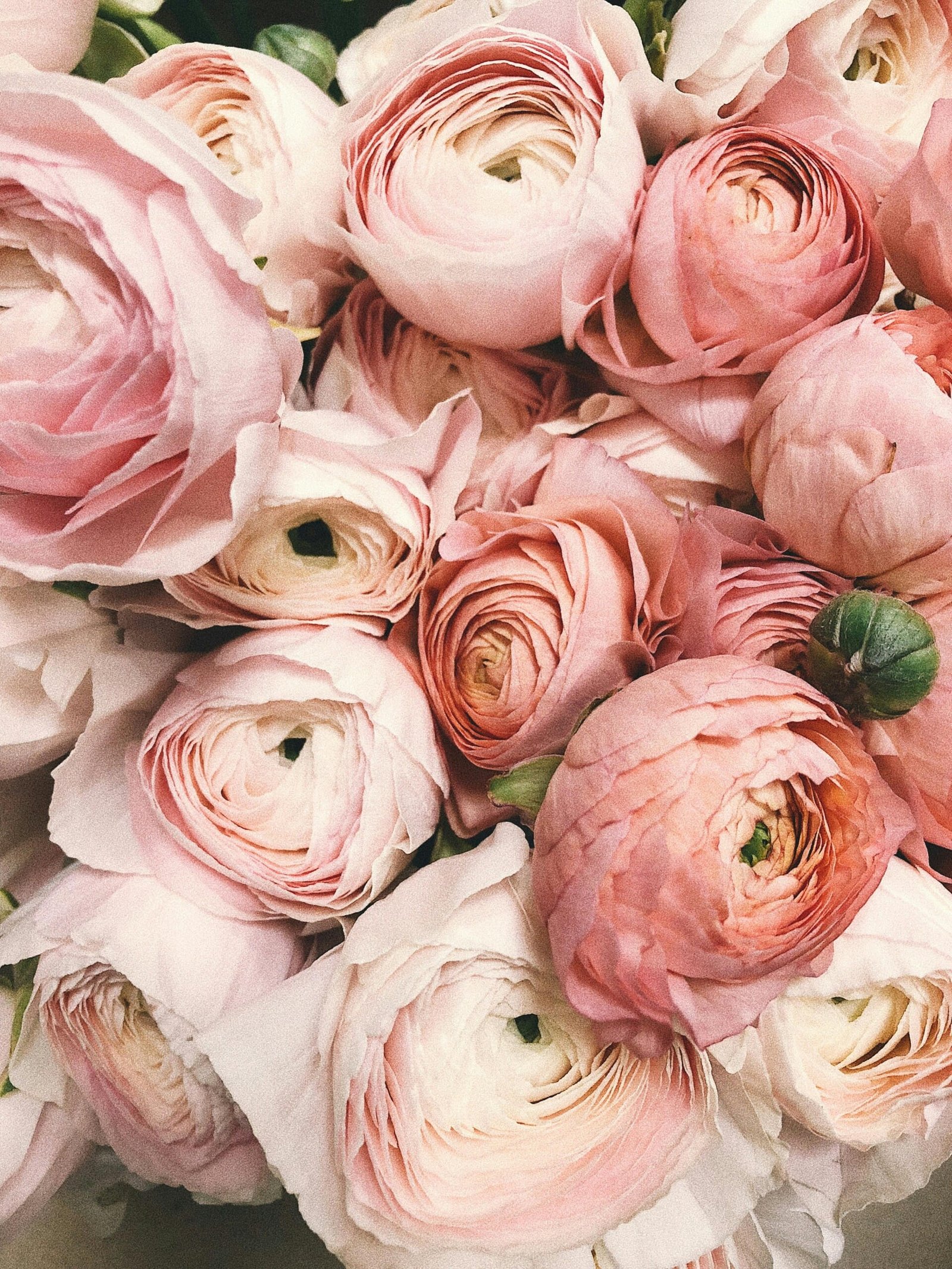 Celebrating Mother's Day: Honouring the Women Who Shape Our Immigration Stories