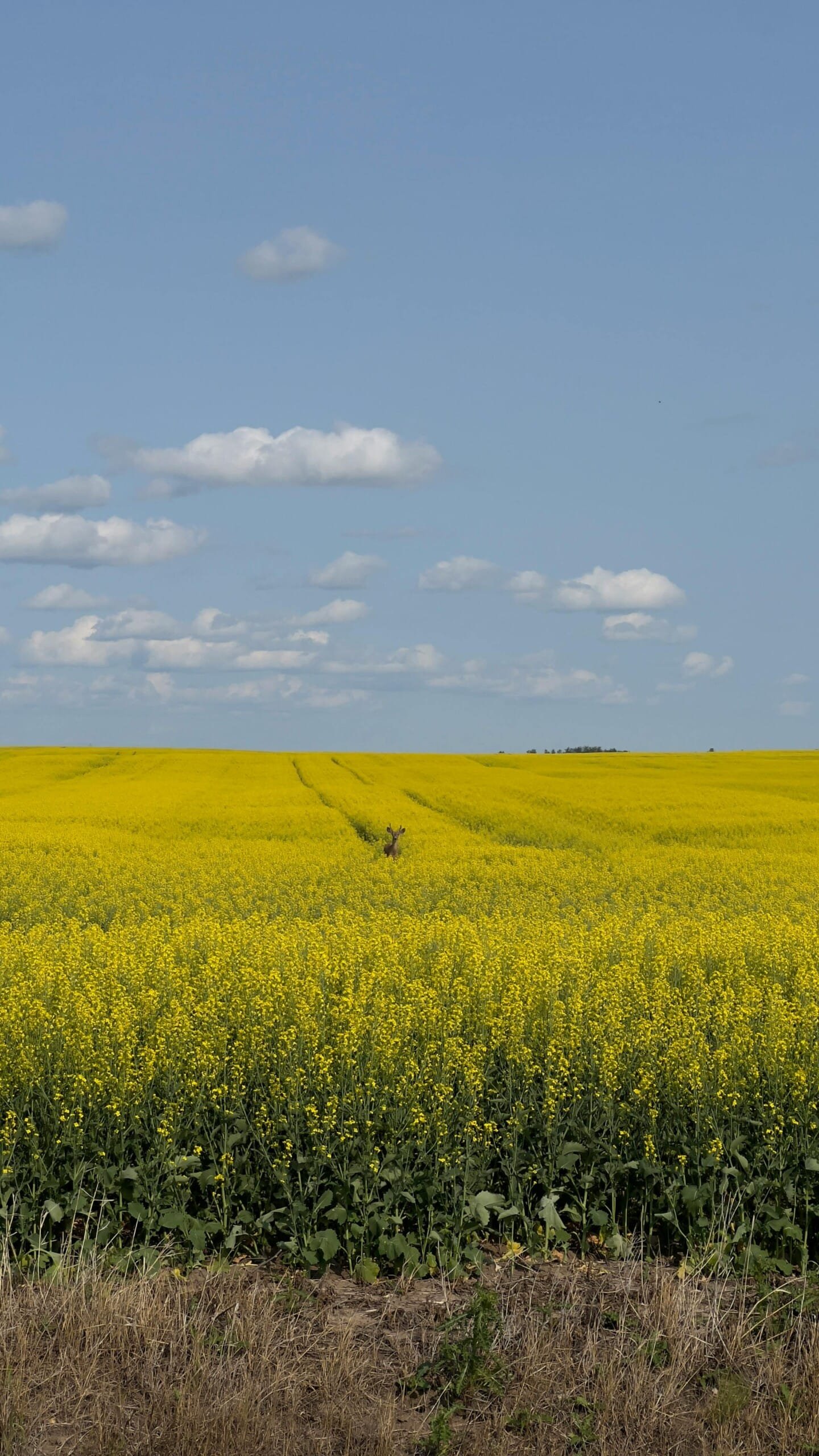Rural Community Immigration Pilot (RCIP) - Steinbach, Manitoba