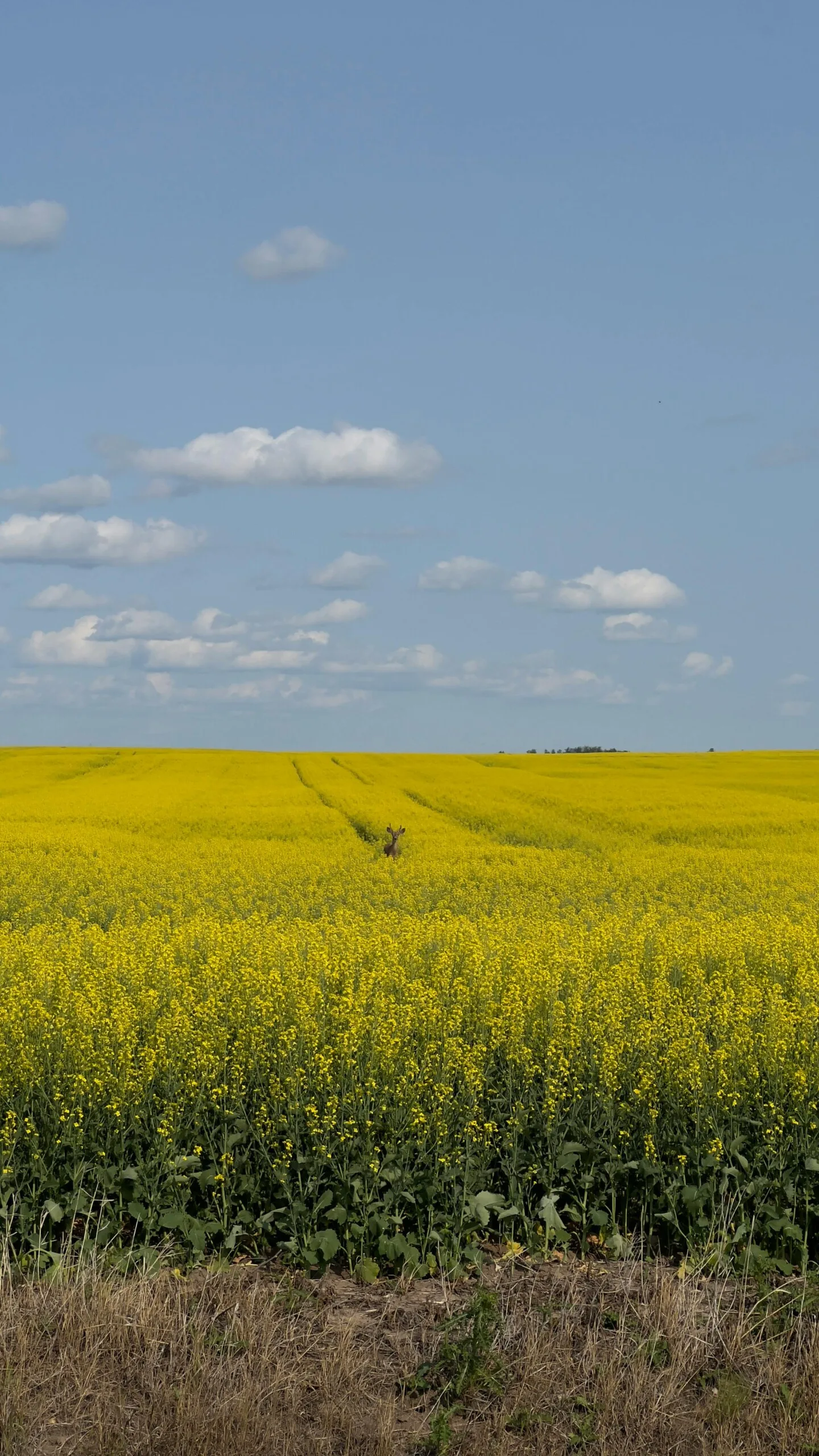 Rural Community Immigration Pilot (RCIP) - Steinbach, Manitoba