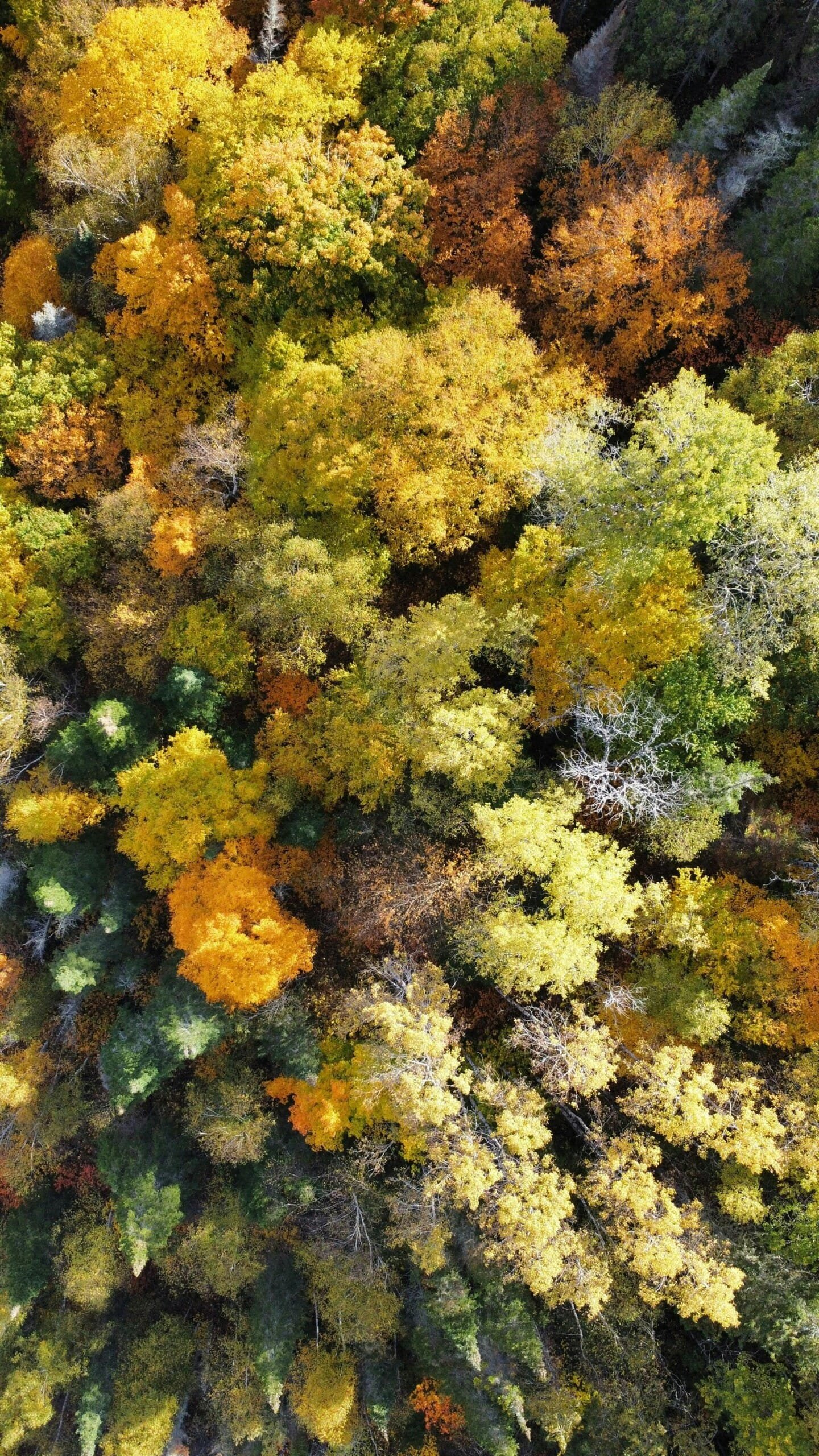 Complete Overview of IRCC Language Tests for Canadian Immigration in 2025