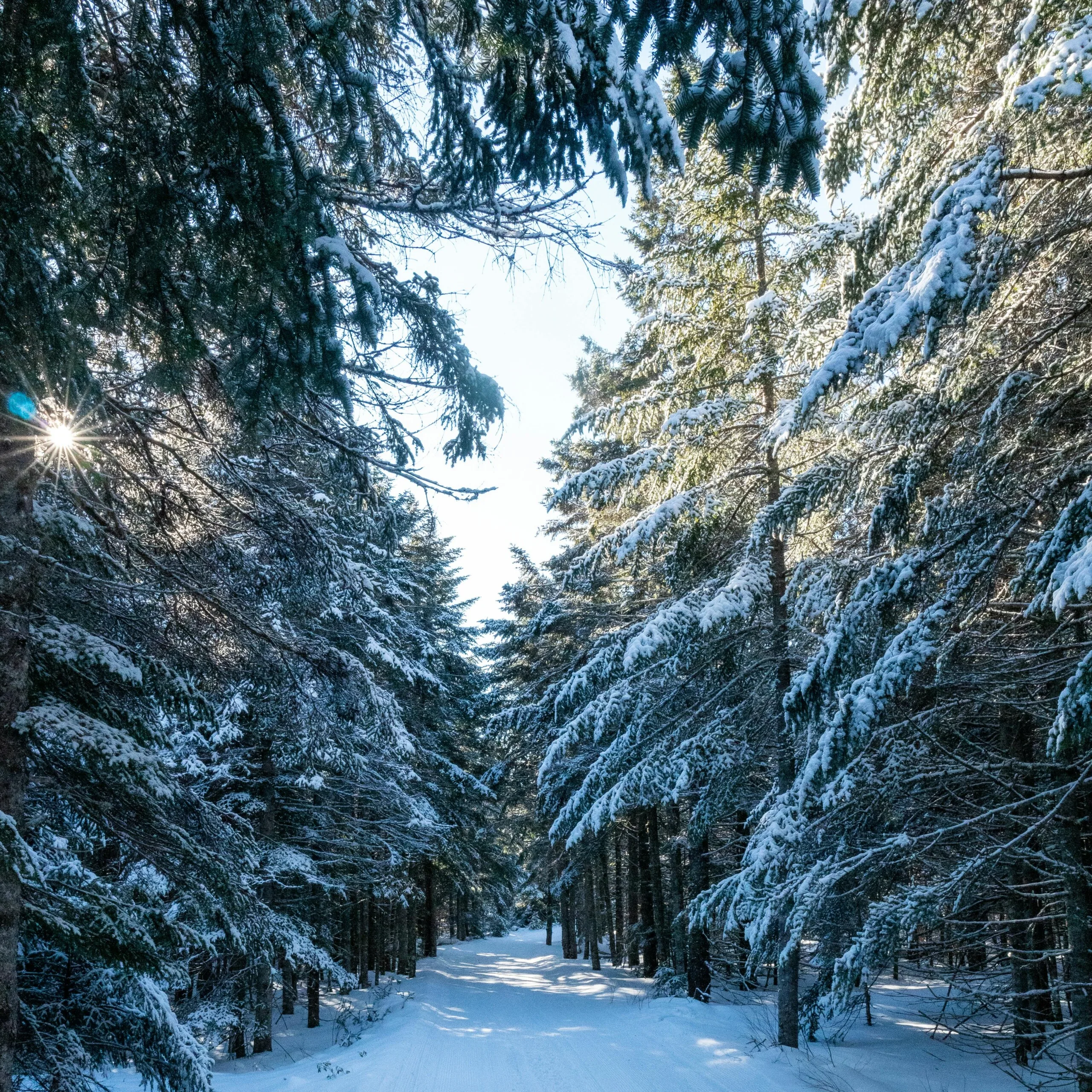 PR Card Renewal Issues: What to Do If Your PR Card Is Expired or Delayed (2026)