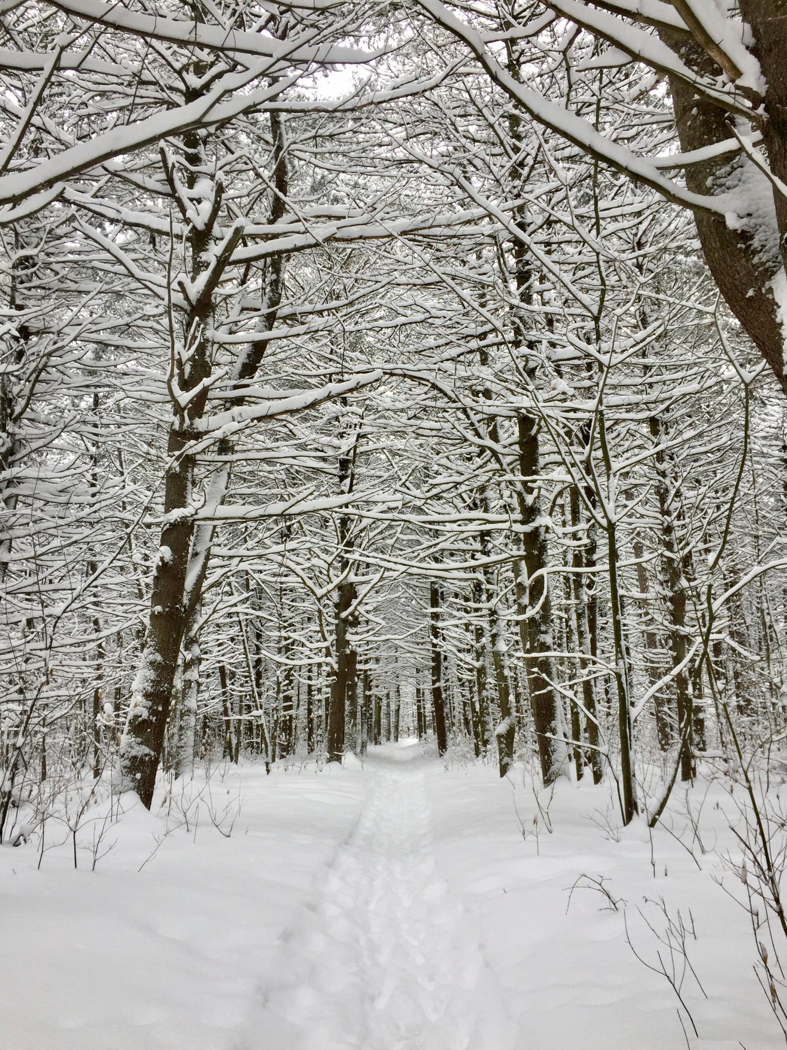 Federal Skilled Worker Program (FSWP) Canada: Eligibility, Points, and Strategy (2026)